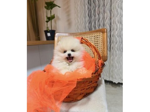 Teddy pomeranian boo