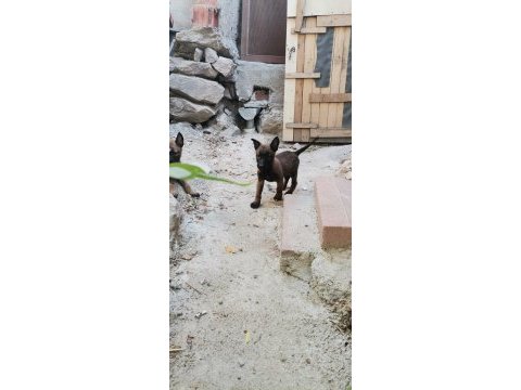 Orjinal maskeli aşırı hareketli belçika kurdu