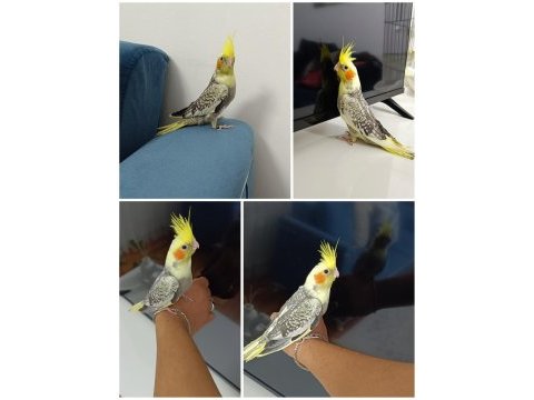 40 günlük ev üretimi bilezikli pearl sultan papağanı