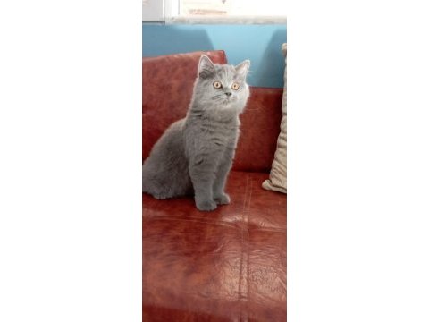 Muhteşem güzellikte british shorthair yavrularımız