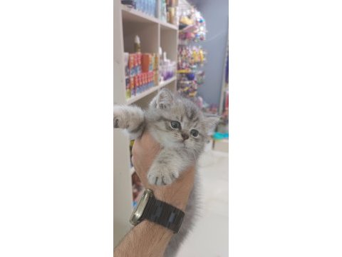 Erkek çiftleşme deneyimli bluepoint