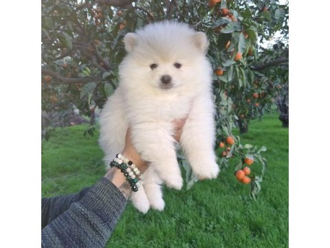 Kar beyazı pomeranian yavrularımız