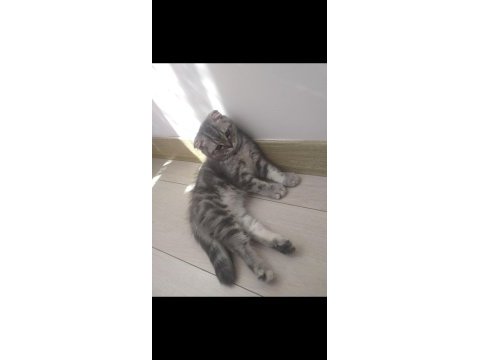 Sıcak bir yuva arıyoruz sıcak bir yuva arıyoruz