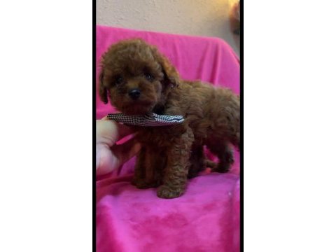 Teacup kore poodle yavruları