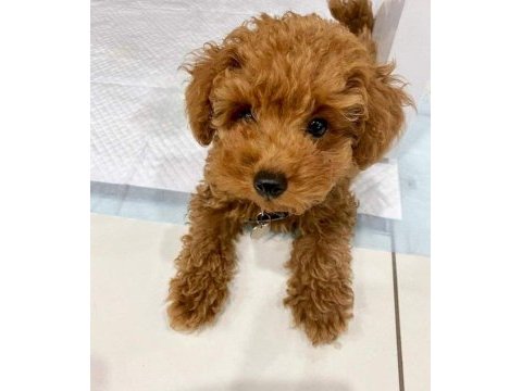 Baby toy poodle yavrular yeni yuvalarını bekliyor