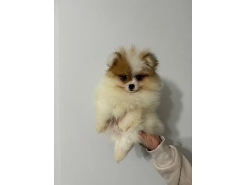 Pomeranian yavrularımız her ile gönderim sağlanır