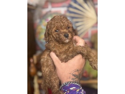 Mini boy red toy poodle kızımız