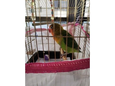 Cennet yavru papağan ile takas olur