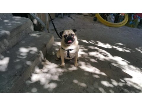 Pug mops sahiplendirilecek
