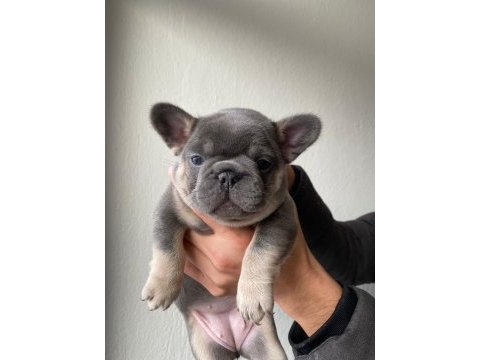 A kalite french bulldog yavrular için iletişime geçin