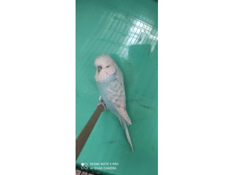 7 aylık erkek show jumbo muhabbet kuşu