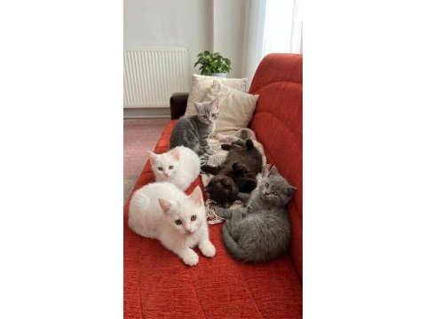 Bakmadan geçmeyin british shorthair yavrularımıza