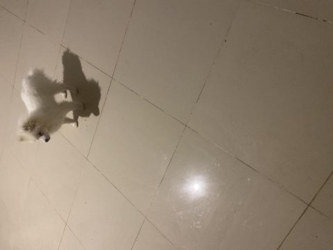 Pomeranian boo köpeği