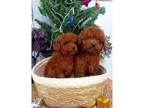 Safkan red brown toy poodle yavrularımız