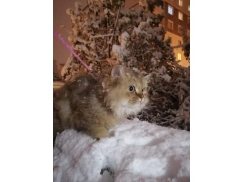 British longhair ücretsiz sahiplendirme