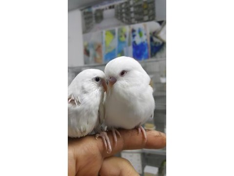 Hazır eşli takım yada yumurtalı yavrulu muhabbet takımlar