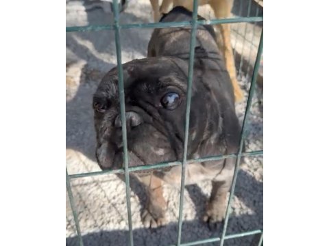 Güzel french bulldog oğlumuza ücretsiz yuva arıyoruz