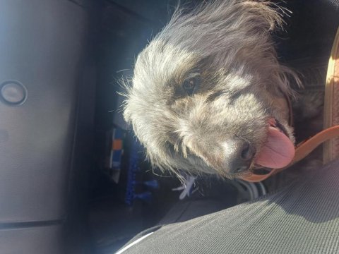 Terrier köpeği
