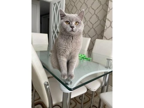 British shorthair kedimize dişi arıyoruz