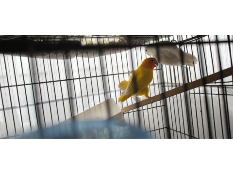 Green opal lutino çift ve lutino albino çift kuşlar