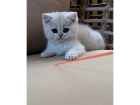Safkan british shorthair