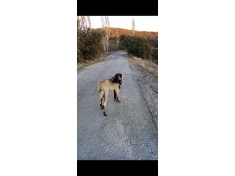 Panter soyu kangal dişi
