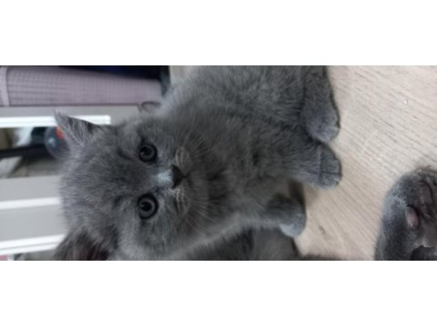 British shorthair yavruları