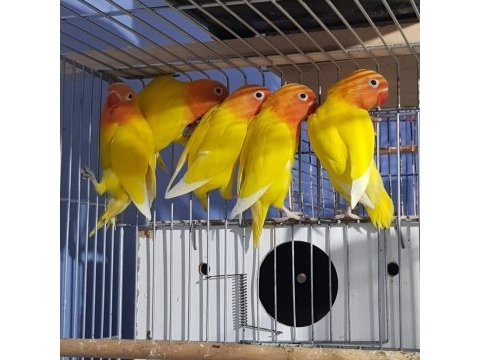 Lutino albino cennet papağanı