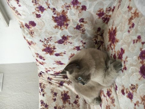 British shorthair blue point