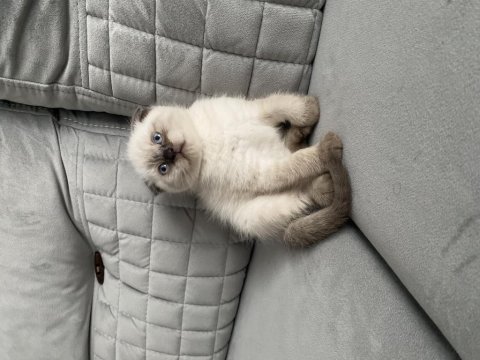 Mavi gözlü a kalite scottish fold