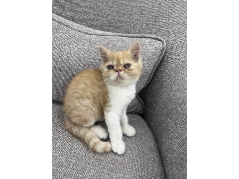 Safkan exotic yavrularımız