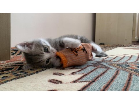 Çok oyuncu erkek kedi şanslı