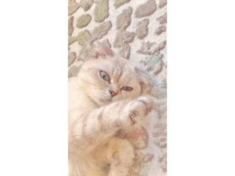 Dişi scottish fold