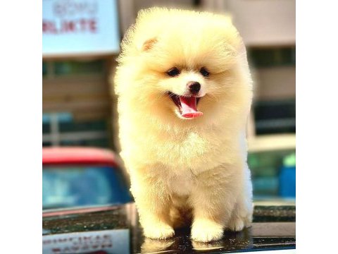 Pomeranian boo dünyası