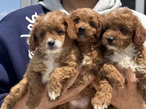 Wc eğitimli aşılı karneli f1 mini boy maltipoo yavrular