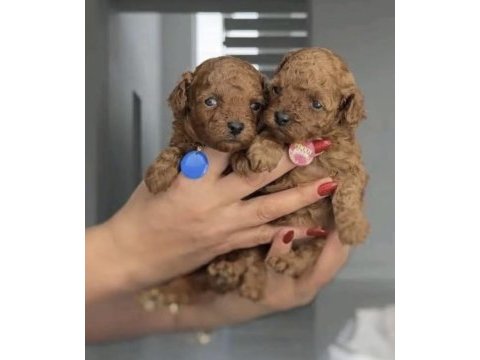 Toy poodle safkan yavrumuz