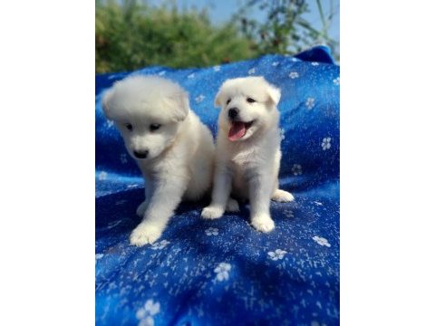 Samoyed yavrularımız iki aylık