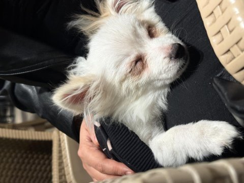 Pomeranian uygun 2.5 aylık