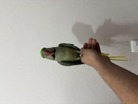 Konuşan ful evcil erkek alexander iskender papağanı