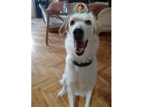 Golden retriever sahiplendirme