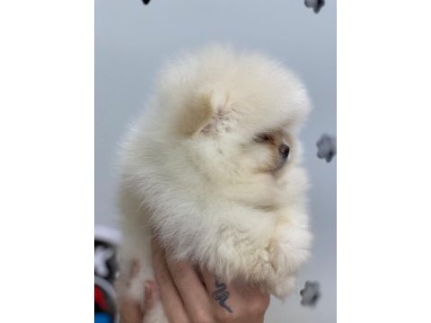 Irkının en güzeli orijinal ayı surat garantili pomeranian
