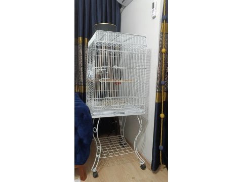 5 yas üst düzey konuşma ve tüy yapılı jako papağanı