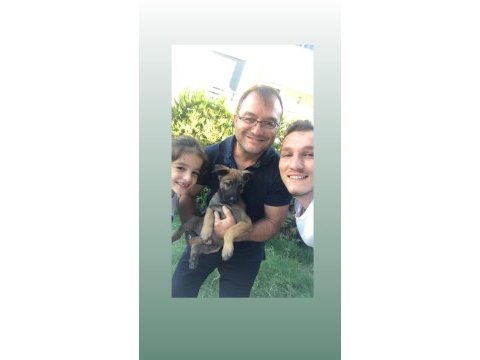 6 yıllık emeğin sonucu malinois yavrular (yasal çiftlikten)
