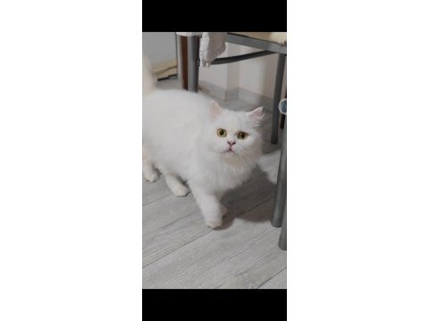 British longhair yetişkin dişi