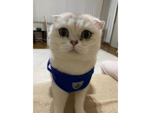 Scottish fold oğlumuz pamuğa aile arıyoruz