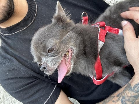 Chihuahua erkek 5 yaşında