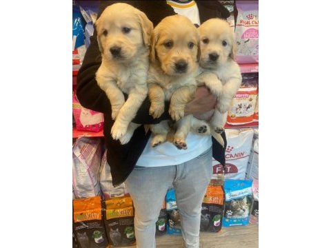 Bebek yüzlü golden retriever bebekler