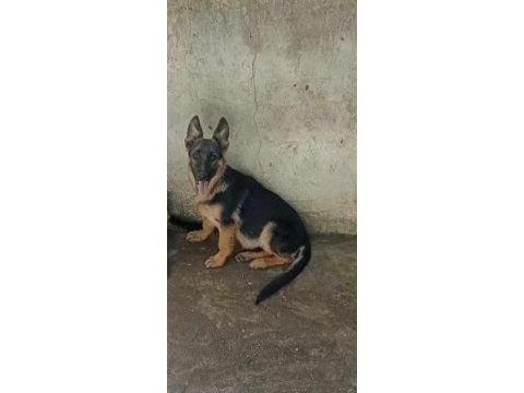 Alman kurdu yavru köpekler
