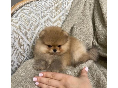 Pomeranian boo yavrularımız yeni yuvasını arıyor