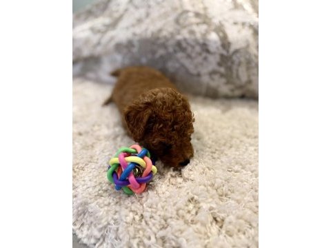 Kore toy ve tea cup poodle